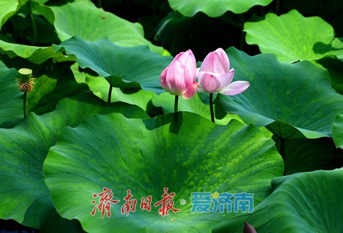 一年四季 泉在济南丨大明湖荷花睡莲“竞相争艳” 醉游人