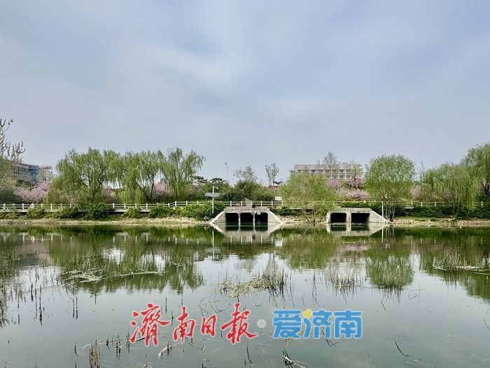 一年四季 泉在济南丨柳绿桃红映清波！小清河上游绘就春日风景画