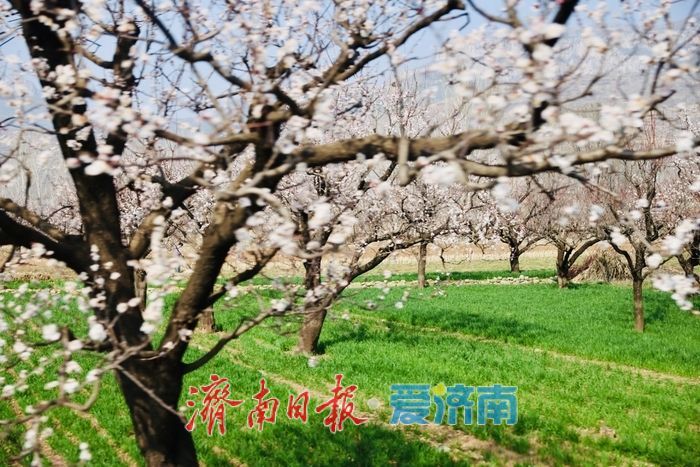 一年四季 泉在济南丨长清张夏杏花盛放 市民踏青乐享春光