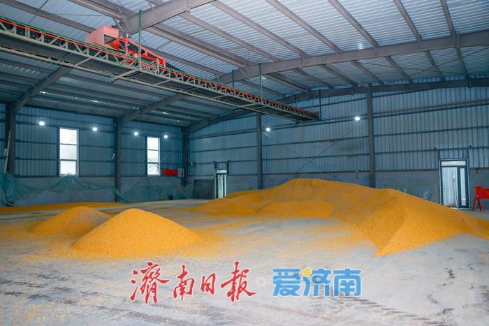 辐射7.5万亩，日烘1800吨：山东粮食烘干“旗舰”已就位，迎战阴雨天气