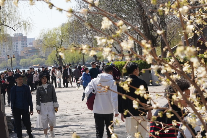 春光明媚 大明湖畔桃红柳绿 赏花正当时