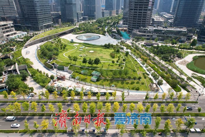 济南CBD秋色初绽 “娜塔栎”染金铺展都市生态画卷