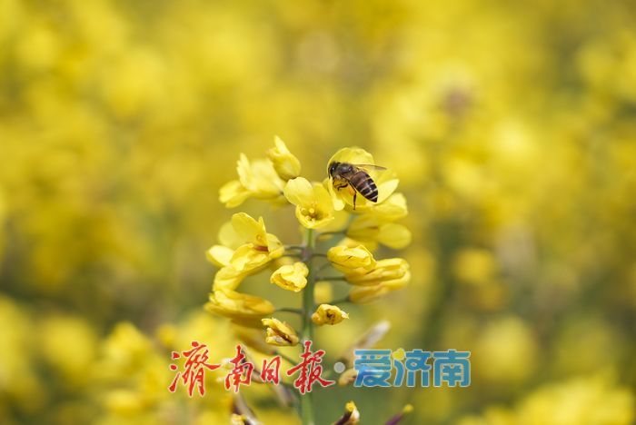 泉城人才公园油菜花盛开