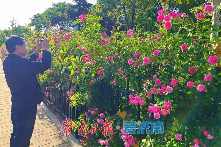 一年四季 泉在济南丨蔷薇花开满枝头 邂逅暮春好风光