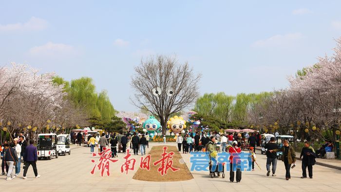 一年四季 泉在济南｜赴一场浪漫樱花雨 济南鲜花港露营赏樱正当时
