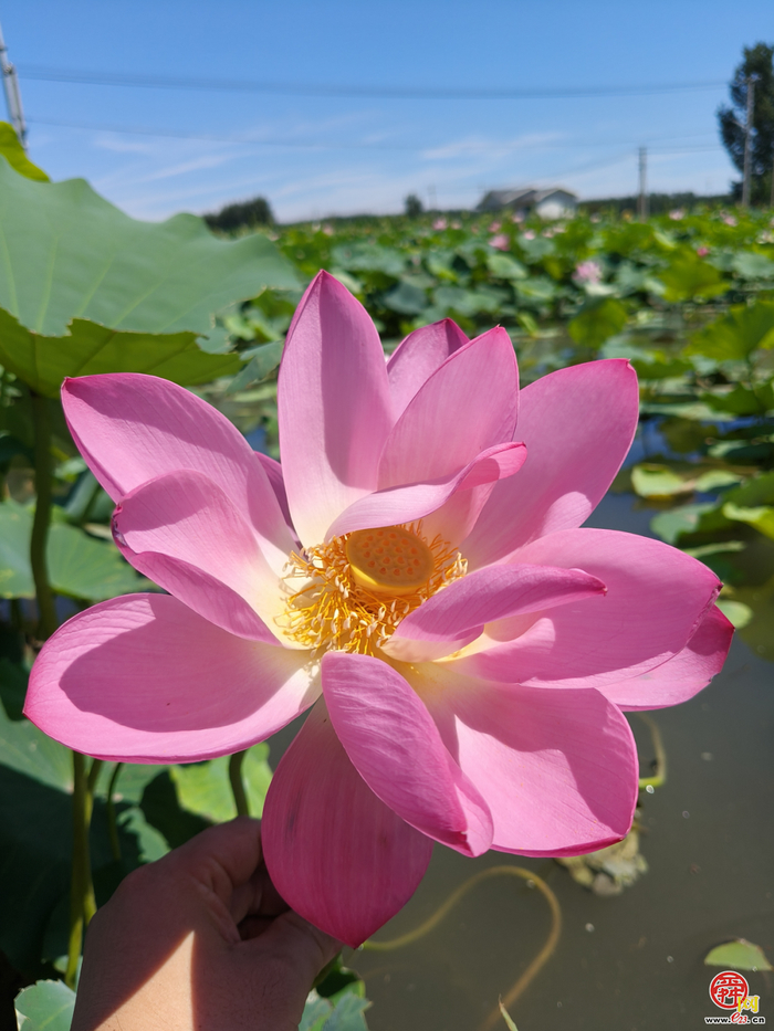 【党建融?学生成长共同体】荷风送香寻访路 章丘白云湖湿地里的“自然课堂”活力绽放?