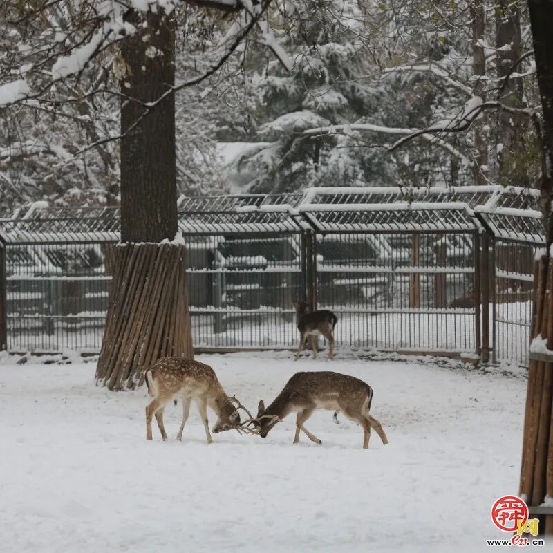 雪漫泉城园 九景入画来