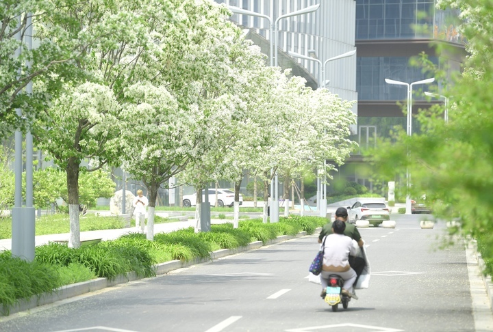 “泉”在济南过五一｜流苏花开白如雪，花香四溢醉人心
