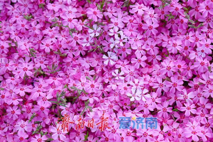 一年四季 泉在济南丨千平福禄考花海盛放 彩石片区添春日浪漫盛景