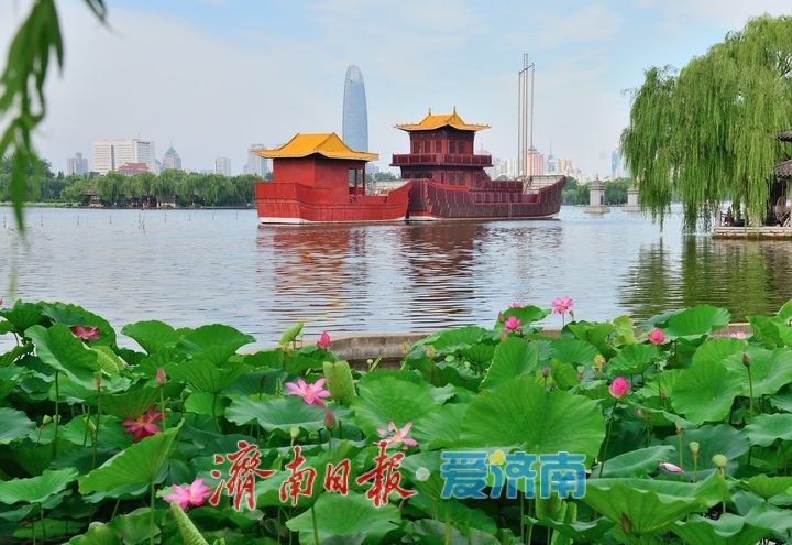 湖光悦色·荷映泉城！济南市第40届荷花艺术节7月3日灿烂启幕