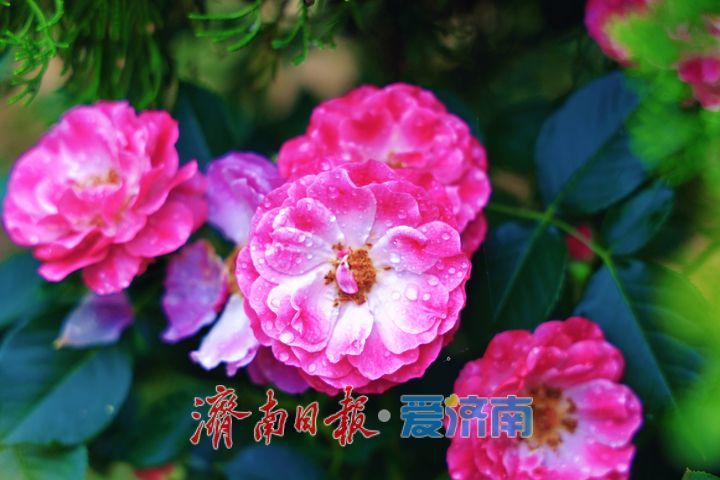 满园月季次第开 端午游园觅芬芳
