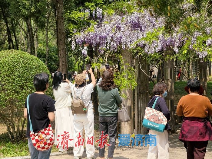 泉城紫藤花迎来最佳观赏期