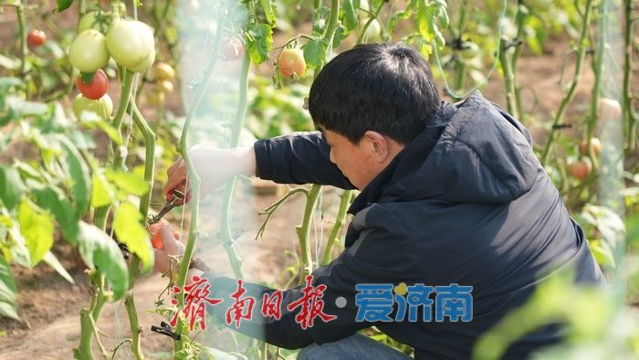 果香四溢 “丰”景宜人，济南这处温室大棚进入收获季