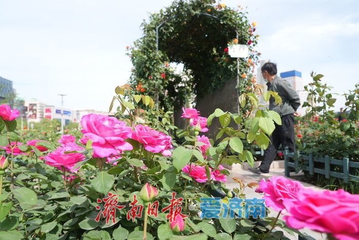 五彩月季烂漫绽放，泉城广场成梦幻花海