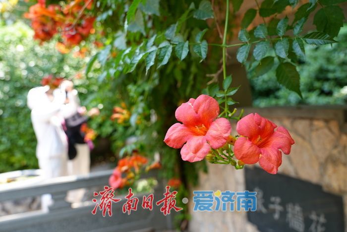 一年四季 泉在济南丨花墙子泉畔凌霄开 花泉相映尽显泉城诗意