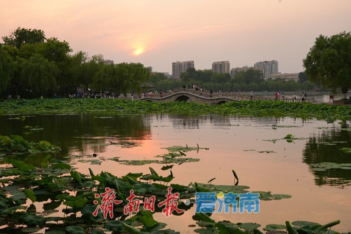 一年四季 泉在济南丨大明湖荷花迎最佳观赏期 游人沉醉夏韵芬芳