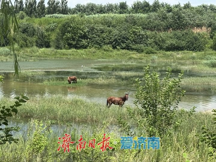 玉符河畔现草原风光 群马悠闲食草美如画