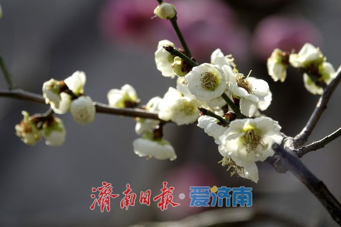 一年四季 泉在济南丨梅开枝头春意闹 暗香浮动醉春光