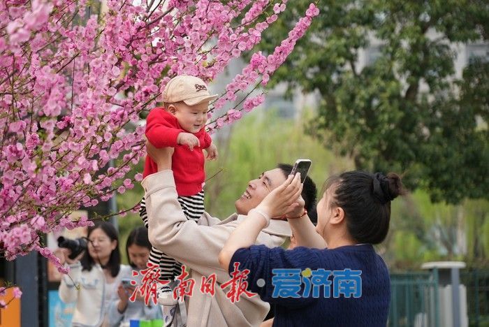 济南泉城广场榆叶梅“花漾”绽放！