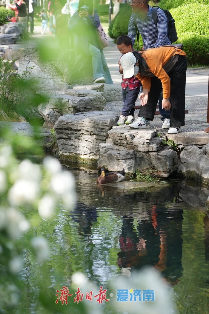 蔷薇花海灿若云霞 肆意盛放尽显诗意