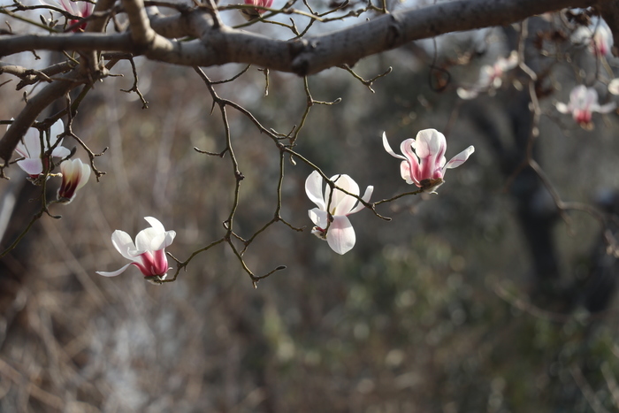 沉浸式感受济南这座城的春天