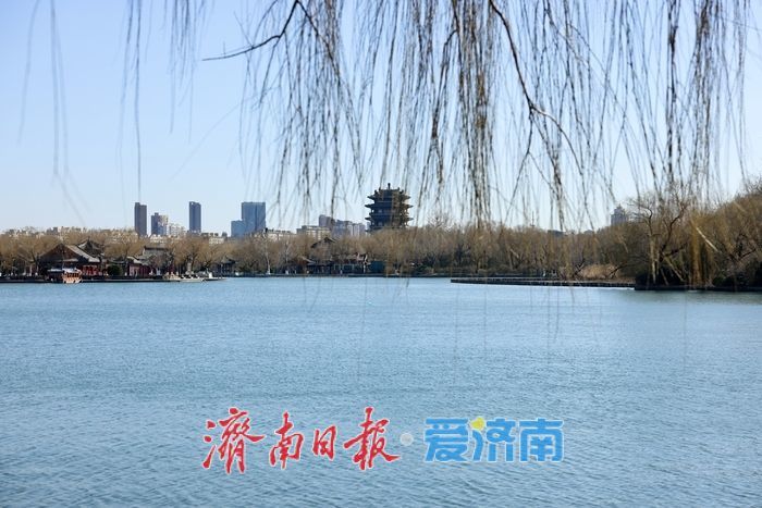 新柳残荷绘就明湖初春画卷