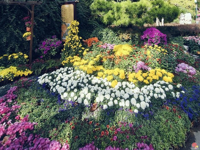 趵突流芳·菊绘华章 第47届趵突泉金秋菊展开幕