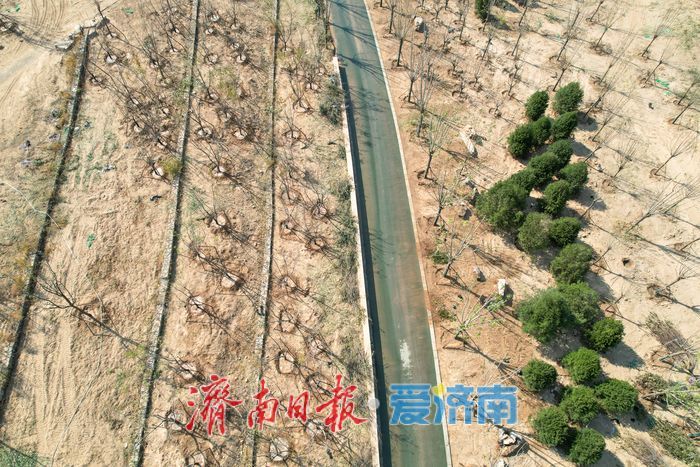 大河之畔植新绿 济南黄河生态廊道造林忙