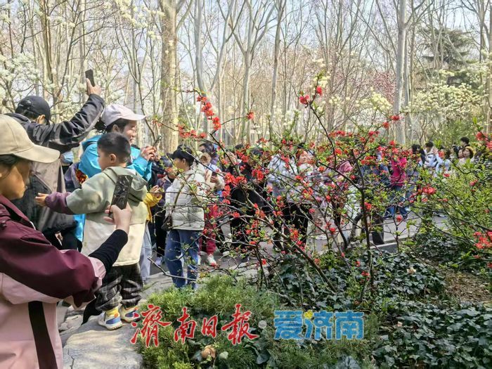一年四季 泉在济南丨百花公园花朝荟 桃韵芳华正当时 春日盛景引客来