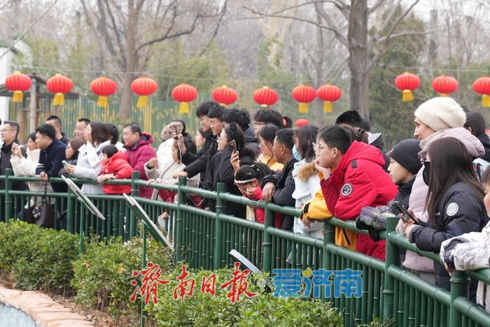 被“憨态可掬”治愈！济南动物园大熊猫成春日最暖风景