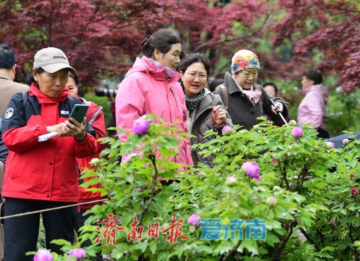一年四季 泉在济南丨雨润牡丹娇艳欲滴，泉城市区最大牡丹园春色无边