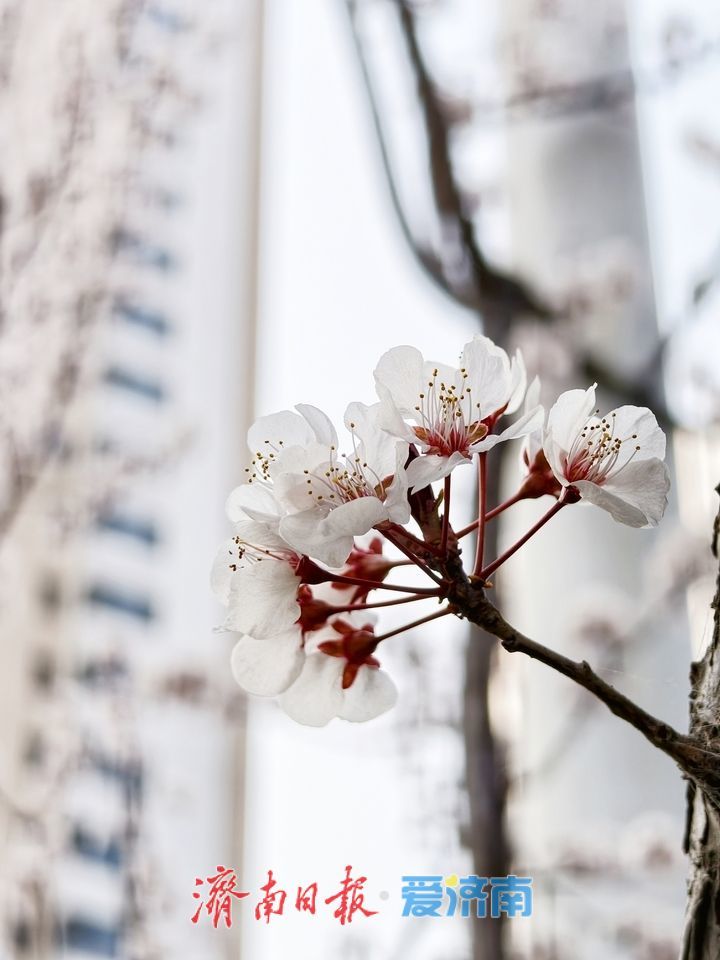 紫叶李铺就春日“花漾大道”