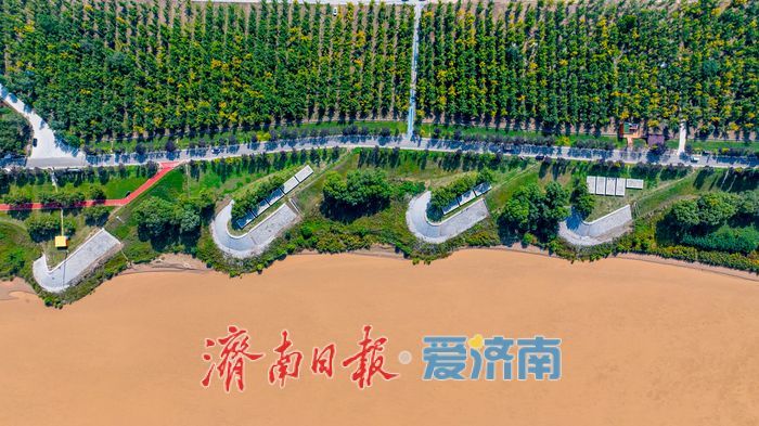 金色盛宴即将开启！济南黄河银杏林最佳观赏期预告，收好这份打卡攻略