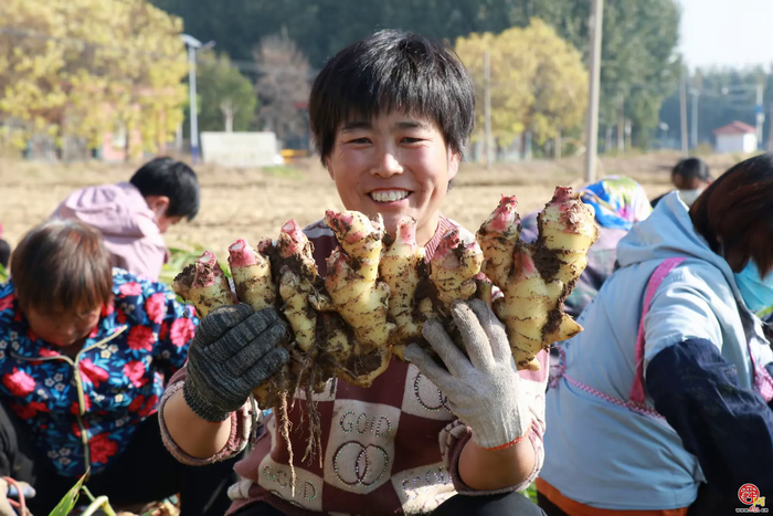 宁家埠街道：泥土里刨出“金疙瘩” 生姜地里种出好光景