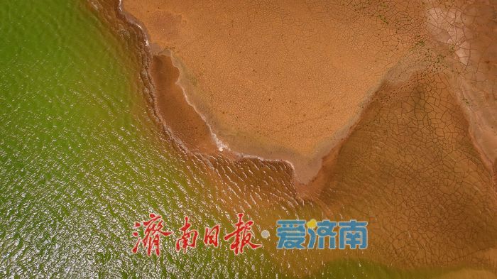 一年四季 泉在济南丨鹭鸟翩跹，玉清湖沉沙池成鹭鸟乐园