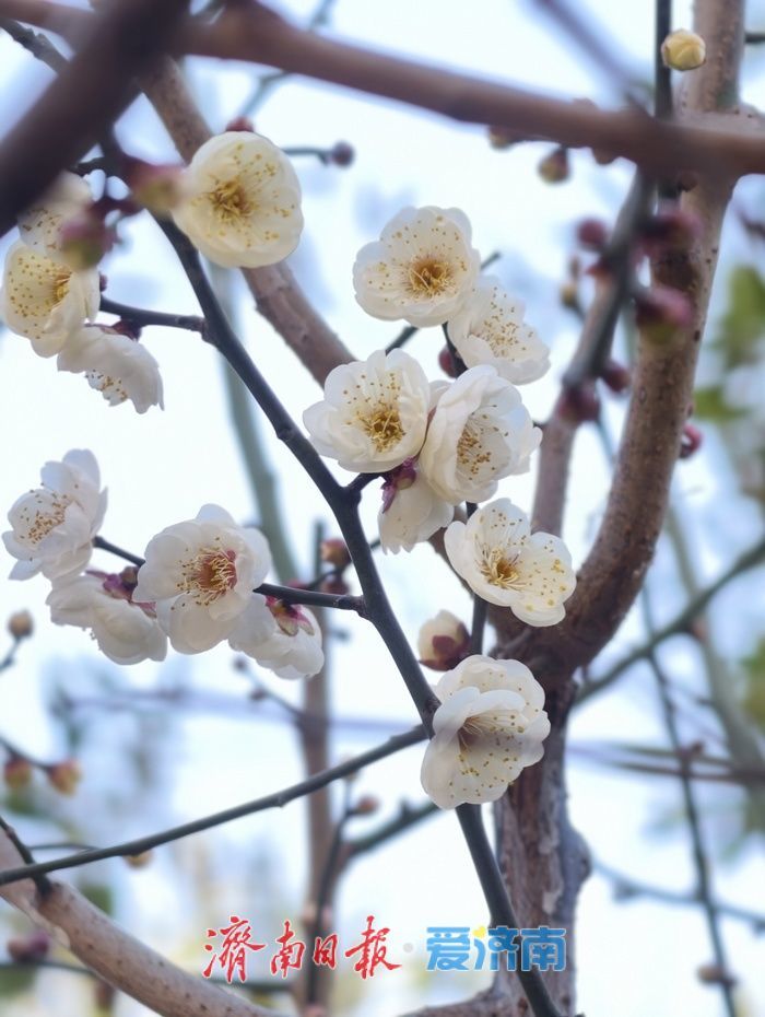 一年四季 泉在济南丨遇见“梅”好！元旦假期济南泉畔白梅盛开