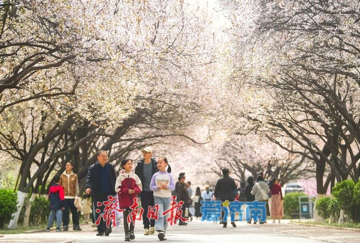 繁花盛开，校园“樱花大道”迎来最美时刻