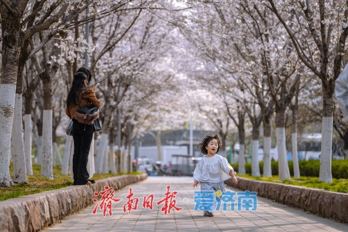 济南滨湖广场樱花盛放 春日浪漫氛围感拉满