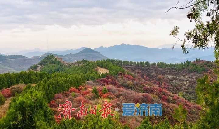 一年四季 泉在济南丨红叶盛放，群山环抱引客打卡