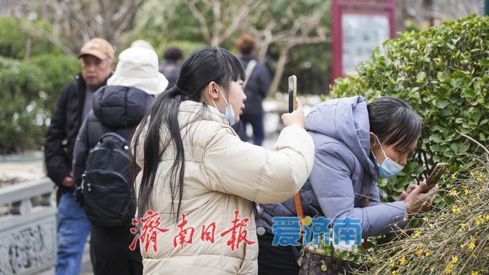迎春花语，泉城春“归”