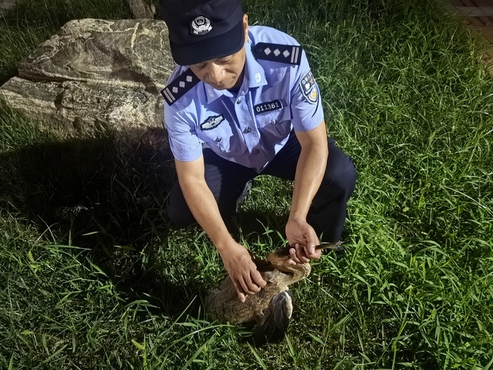 国家二级保护动物草鹭受伤卧至岸边草丛 济南多方联动妥善救治