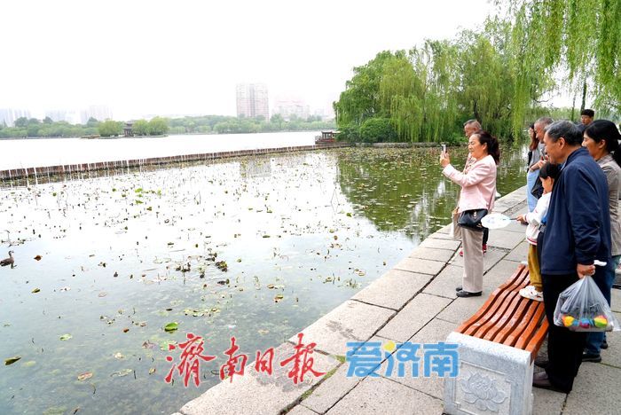 大明湖新生斑嘴鸭宝宝憨态可掬引围观