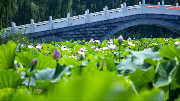 赏荷纳凉正当时！跟着赏荷地图走起