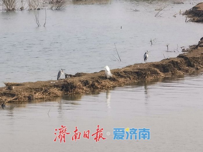 泉城春意浓，水鸟 “绘春图”