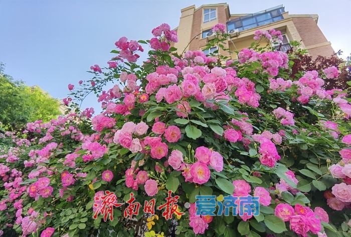 家门口的浪漫！辛甸西路蔷薇花开“扮靓”春日街头