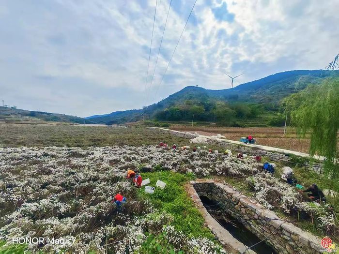 章丘官庄街道：沃野耕耘，乡村蝶变振兴有道