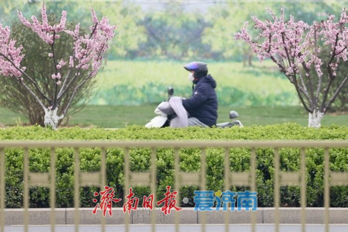 一年四季 泉在济南丨梅香满径！经十路梅花盛放，绘就济南春日街景