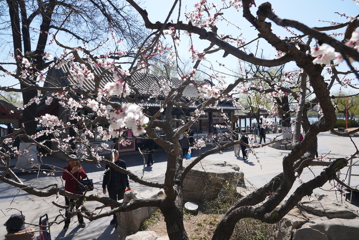 春光明媚 大明湖畔桃红柳绿 赏花正当时