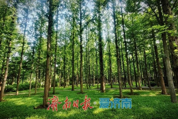 一年四季 泉在济南丨邂逅初秋！泉城公园水杉林氛围感拉满