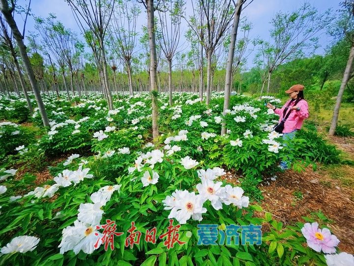 一年四季 泉在济南丨黄河岸边藏秘境 芍药繁花醉游人